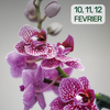 affiche 15ème Salon International de l'Orchidée de Bouc Bel Air 